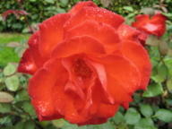 Rose Coup de Foudre Foto Mail-Brandt