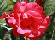 Rose Crepe de Chine  Foto Groenloof