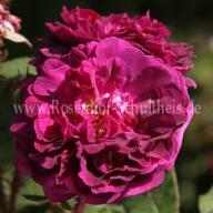 Moosrose Crimson Globe Foto Schultheis