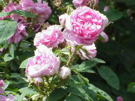 Moosrose D`Arcet Foto Wikipedia