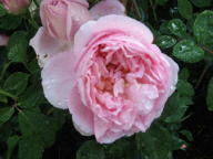 Rose Dames de Chenonceau Foto Brandt