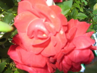 Rose Danse des Sylphes Foto Brandt
