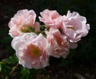 Rose Dawn Crest Foto Myroses