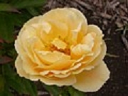 Rose Deneb Foto Groenloof