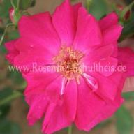 Rose Deschamps Foto Schultheis
