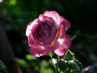 Rose Diablesse de Mers Foto Myroses