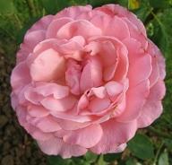 Rose Diane de Poitiers Foto Brandt