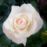 Die Rose Ihrer Majestät Foto Kalbus