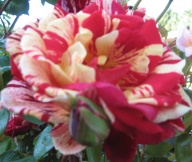 Rose Donauprinzessin Foto Brandt