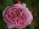 Rose Duc de Fitjames Foto Rusch