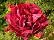 Rose Duc de Wellington Foto Groenloof