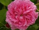 Rose Duchesse de Berry Foto Rusch