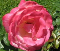 Rose Eisprinzessin Emese Hunyadi Foto Brandt