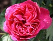 Rose Ernest Morel Foto Groenloof