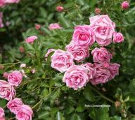 Rose Europas Rosengarten Foto Meile