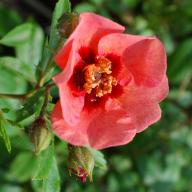 Rose Euphrates Foto Vierländer Rosenhof