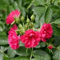 Rose F. J. Grootendorst  Foto Brandt