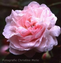 Rose Fantin Latour Foto Meile