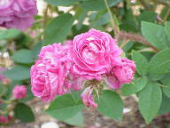 Moosrose Felicite Bohain Foto Wikipedia