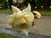 Rose Fernand Tanne Foto Groenloof