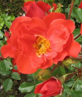 Rose Fiesta Flamenca Foto Brandt