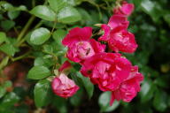 Rose Flirt Foto Wikipedia