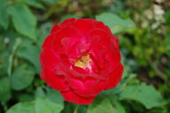 Rose Fluorette Foto Wikipedia