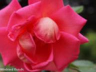 Rose Fragrant Alizee Reflet de St. Malo Foto Rusch