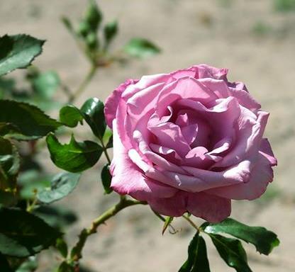 Rose Fragrant Plum Foto Myroses