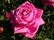 Rose Francois Olin  Foto Groenloof