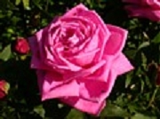 Rose Francois Olin  Foto Groenloof