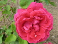 Rose Frau Geheimrat Dr. Staub Foto Brandt
