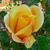 Rose Fred Howard Foto Wikipedia