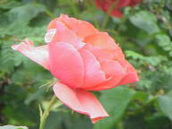 Rose Friedrich Heyer Foto Wikipedia