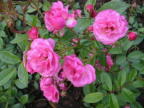 Rose Gabrielle Privat Foto Brandt