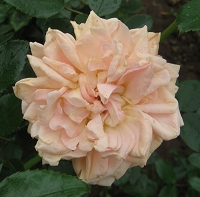 Garden of Roses Foto Brandt