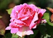 Rose Garibaldi Foto Groenloof