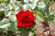 Rose Gartenzauber 84 Foto Wikipedia