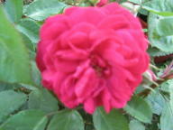 Rose Geschwinds Schönste Foto Mail-Brandt