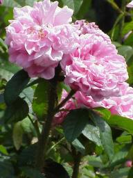 Moosrose Gloire d`Orient Foto Wikipedia