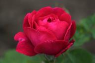 Rose Gloire d'un Enfant d'Hiram Foto Rösch