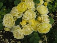 Rose Comtesse Dubarry Golden Border Foto Brandt