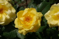 Rose Golden Promise Foto Wikipedia