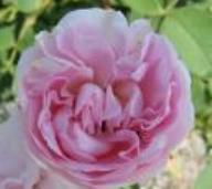 Rose Great Maiden`s Blush Foto Brandt