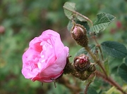 Rose Green Beatle Foto Groenloof