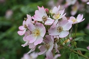 Rose Gretchen Foto Groenloof