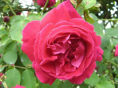 Rose Gruss an Teplitz