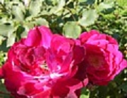 Rose Gruss an Teplitz Foto Groenloof