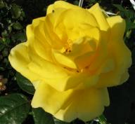 Rose Guy`s Gold Foto Brandt