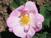 Rose Haemis Foto Groenloof